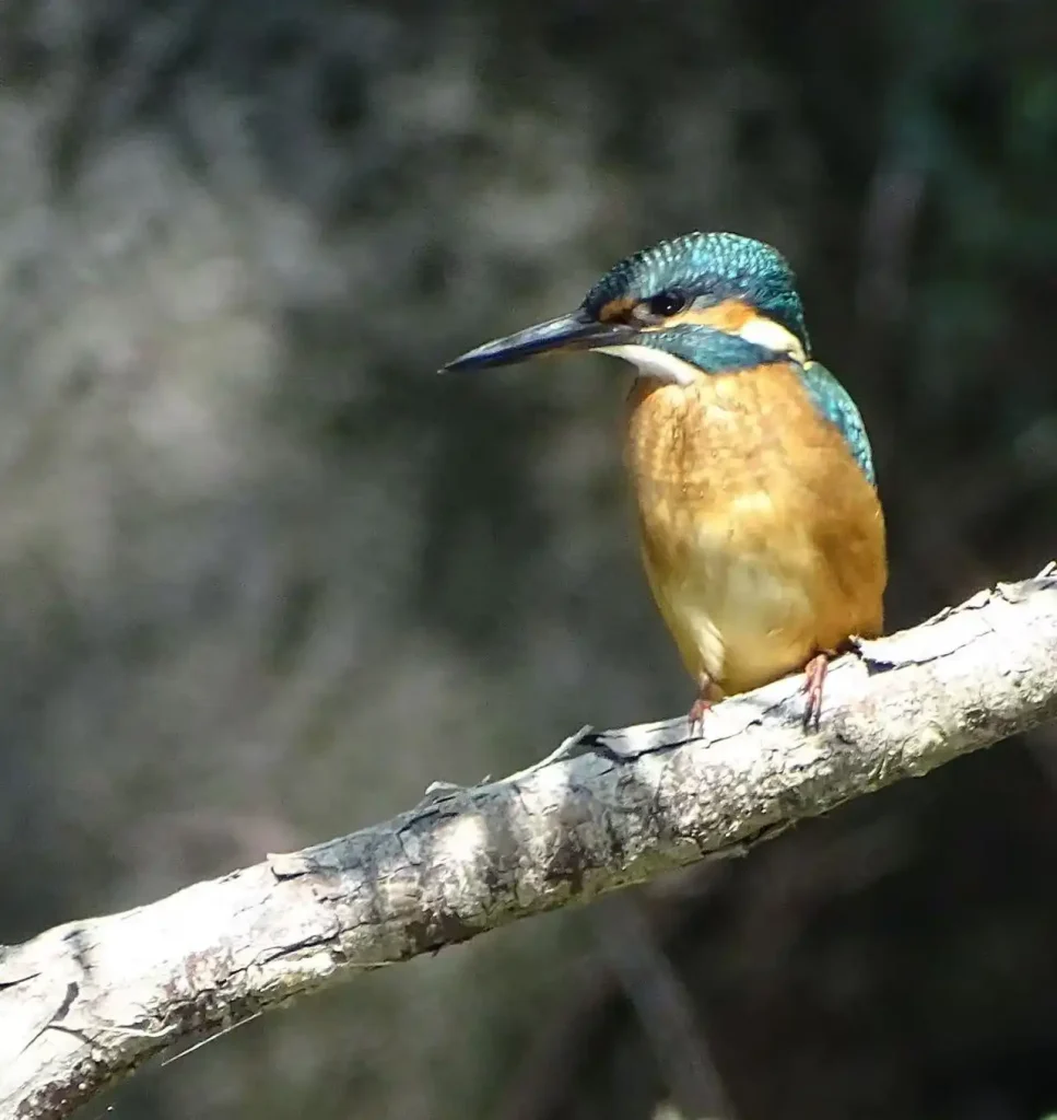 Hrvatski znanstvenici u Kopačkom ritu rade na očuvanju biljnih i životinjskih vrsta pomoću najsuvremenije Huaweijeve tehnologije  TEHIX