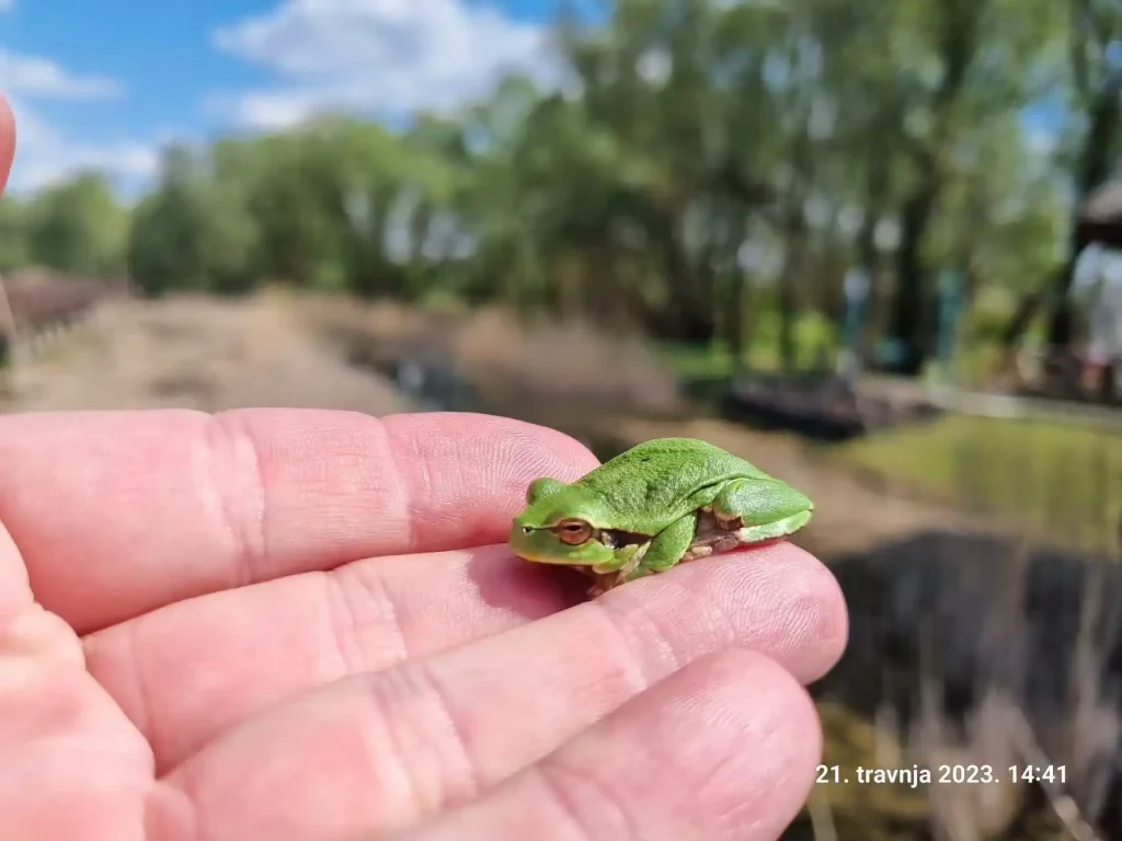 Hrvatski znanstvenici u Kopačkom ritu rade na očuvanju biljnih i životinjskih vrsta pomoću najsuvremenije Huaweijeve tehnologije TEHIX
