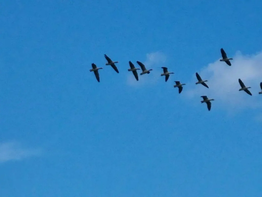 Hrvatski znanstvenici u Kopačkom ritu rade na očuvanju biljnih i životinjskih vrsta pomoću najsuvremenije Huaweijeve tehnologije  TEHIX