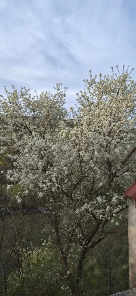 Pogled na drvo prekriveno gustim bijelim cvjetovima u proljeće s kamenom strukturom u daljini, snimljeno s Galaxy S26 uređajem.