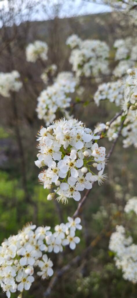 Krupni plan bijelih proljetnih cvjetova na grančici s mutnom pozadinom, snimljen Samsung S26 kamerom.
